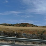 Cork trees in the distance