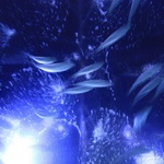 Aquarium