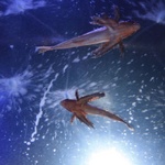 Aquarium - odd ground grubbers