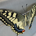 Colourful butterfly outside the aquarium