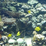 Aquarium - Tang fishes!