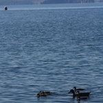 Cute ducks