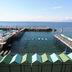 Not free swimming