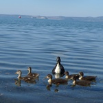 Mummy duck and the babies
