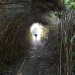 Our jogging path through bamboo!
