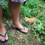 Ginger is thinking, man those feet are huge!