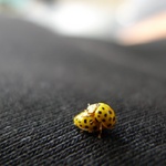 Naughty ladybirds!