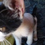 Perry's ear