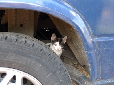 Perry on the wheel!
