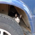 Perry on the wheel!
