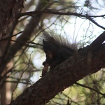 black/ brown squirrel