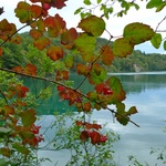Autumn leaves starting to set in