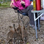 Gini's baby duckies