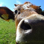 Daisy the cow