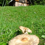 Magic mushrooms!