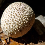 Truffles?