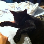 Bluey the cat