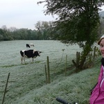 Poor cold cows!