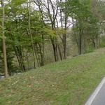 Bye bye Luxembourg and geese!
