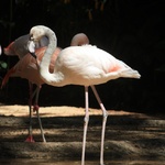 Pretty pink flamingo's 