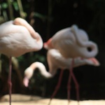 Pretty pink flamingo's 