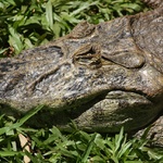 Grumpy crocodile not sure why he is in a bird park