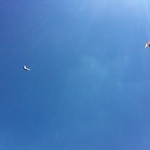 Gini in the air
