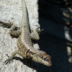 Lizzie Lizard