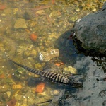 A massive reptile thing bathing in the water