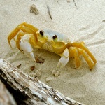Widdle crabbie said hellow