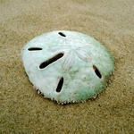 I think this used to be a crab