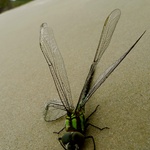 Large dragon fly