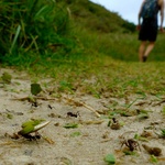 Ants doing their thing
