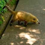 Oh - that animal. But he's so cute! And potentially rabies infested …. 