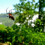 More wildlife