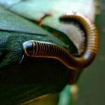A massive centipede