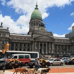 One of the many dog walkers in the city