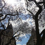 Spooky trees with lovely purple blossoms
