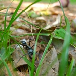 Huge Ant!