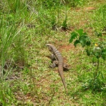 Lizard friend?