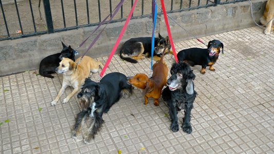 All kinds of dogs out for a walk