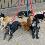 All kinds of dogs out for a walk