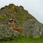 A Machu Picchu lama