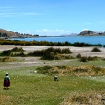A Peruvian shepherd tends to her flock