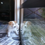 Two lyons
