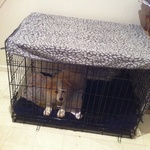 We caved in and bought him a "crate"