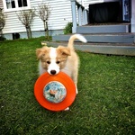 He loves the frisbee. Until Tom threw it next door never to be seen again :(