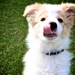 12 Weeks old, and so much character!
