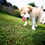 Playing in the back yard