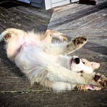 Roll over!